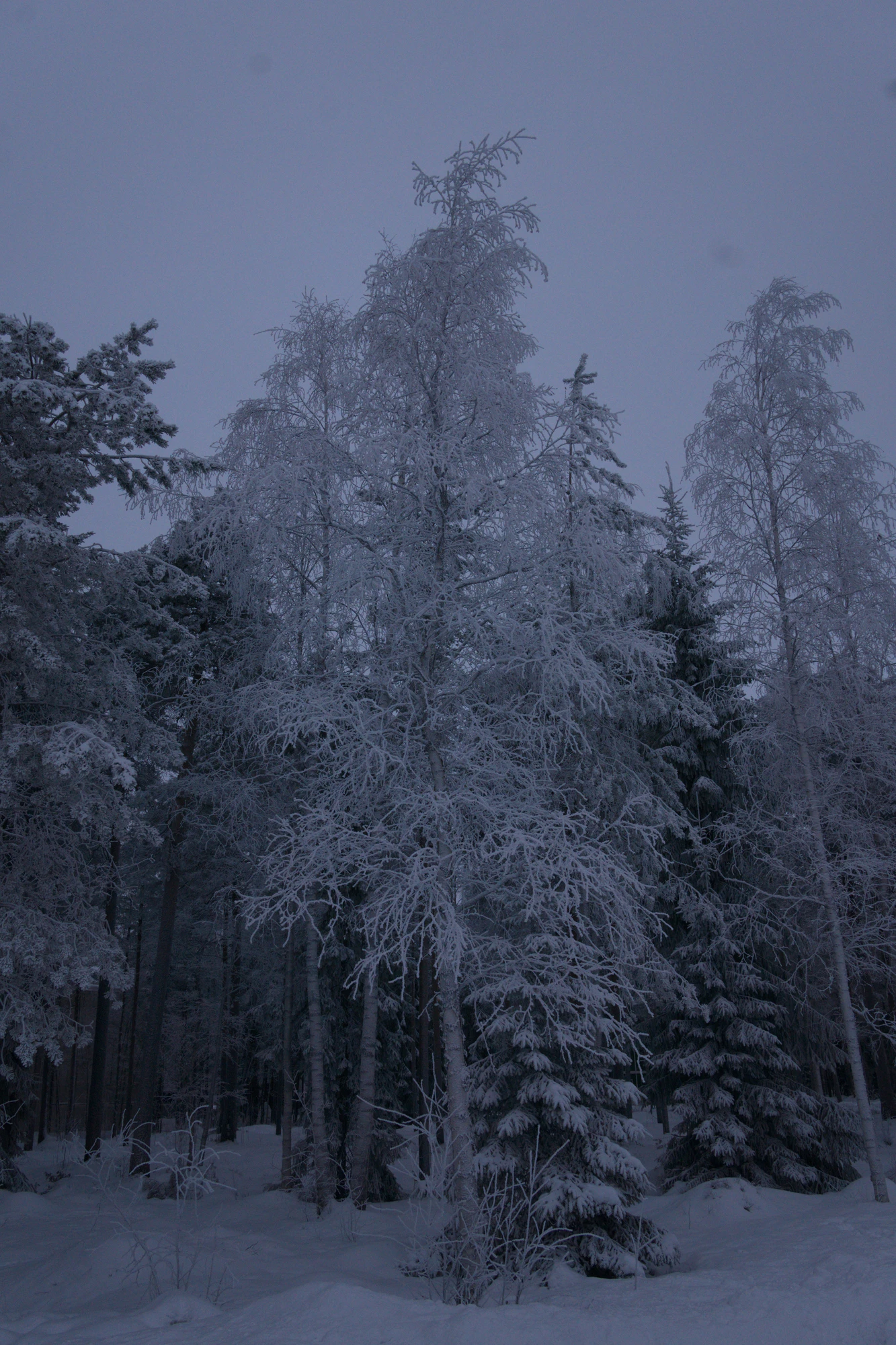 frosty trees 191 — Скачать