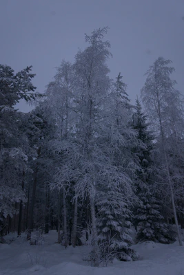 frosty trees 191 — Скачать