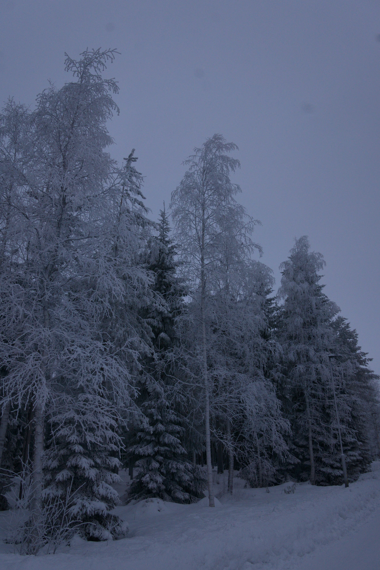 frosty trees 192 — Descargar