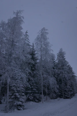 frosty trees 192 — Descargar