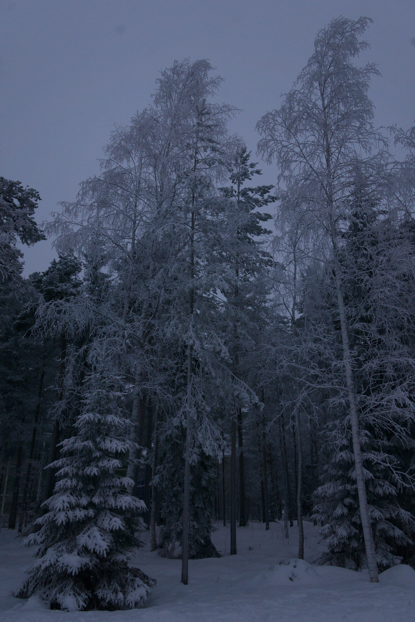 frosty trees 193 — Скачать