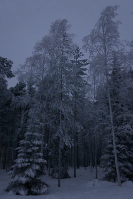 frosty trees 193 — Скачать