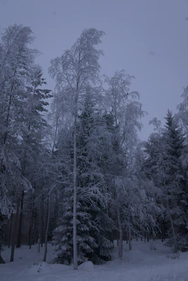 frosty trees 194 — Скачать