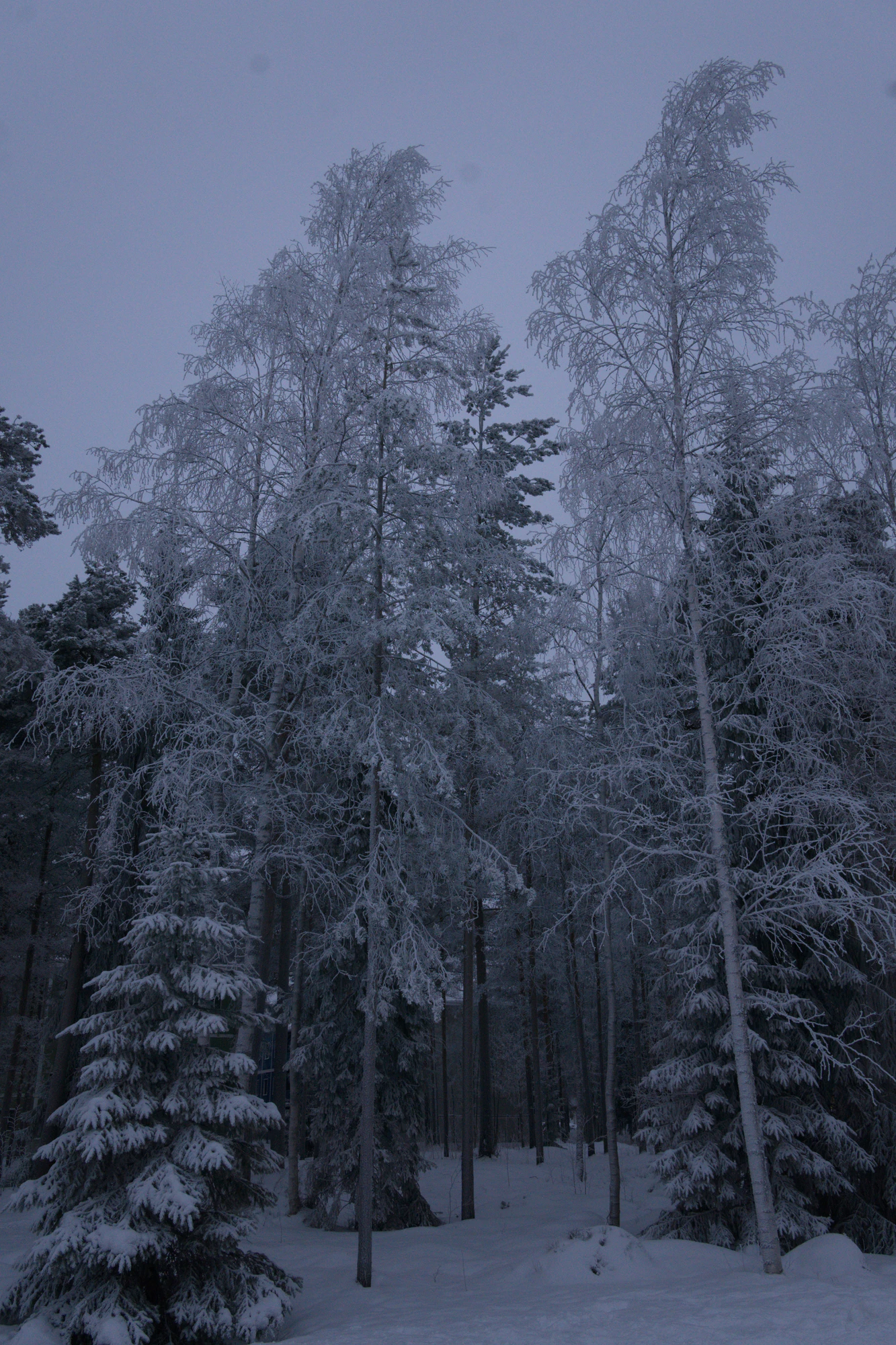 frosty trees 195 — Скачать