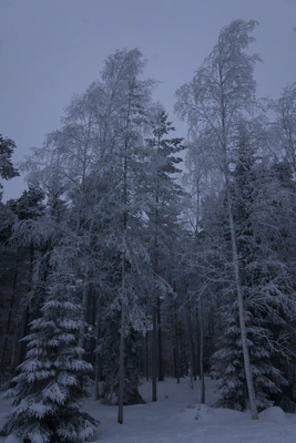 frosty trees 195 — Скачать