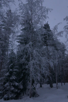 frosty trees 196 — Скачать