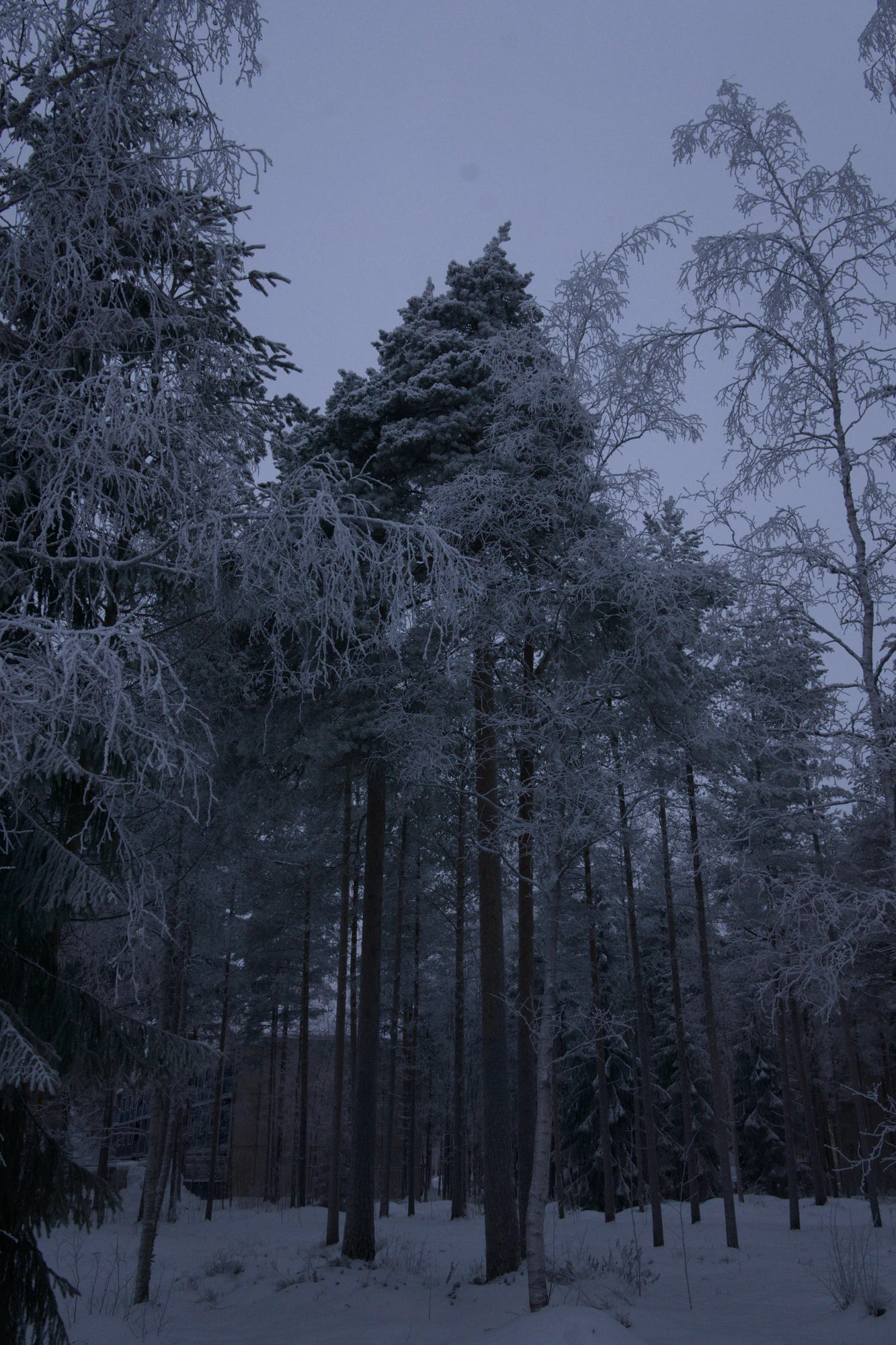 frosty trees 197 — Descargar