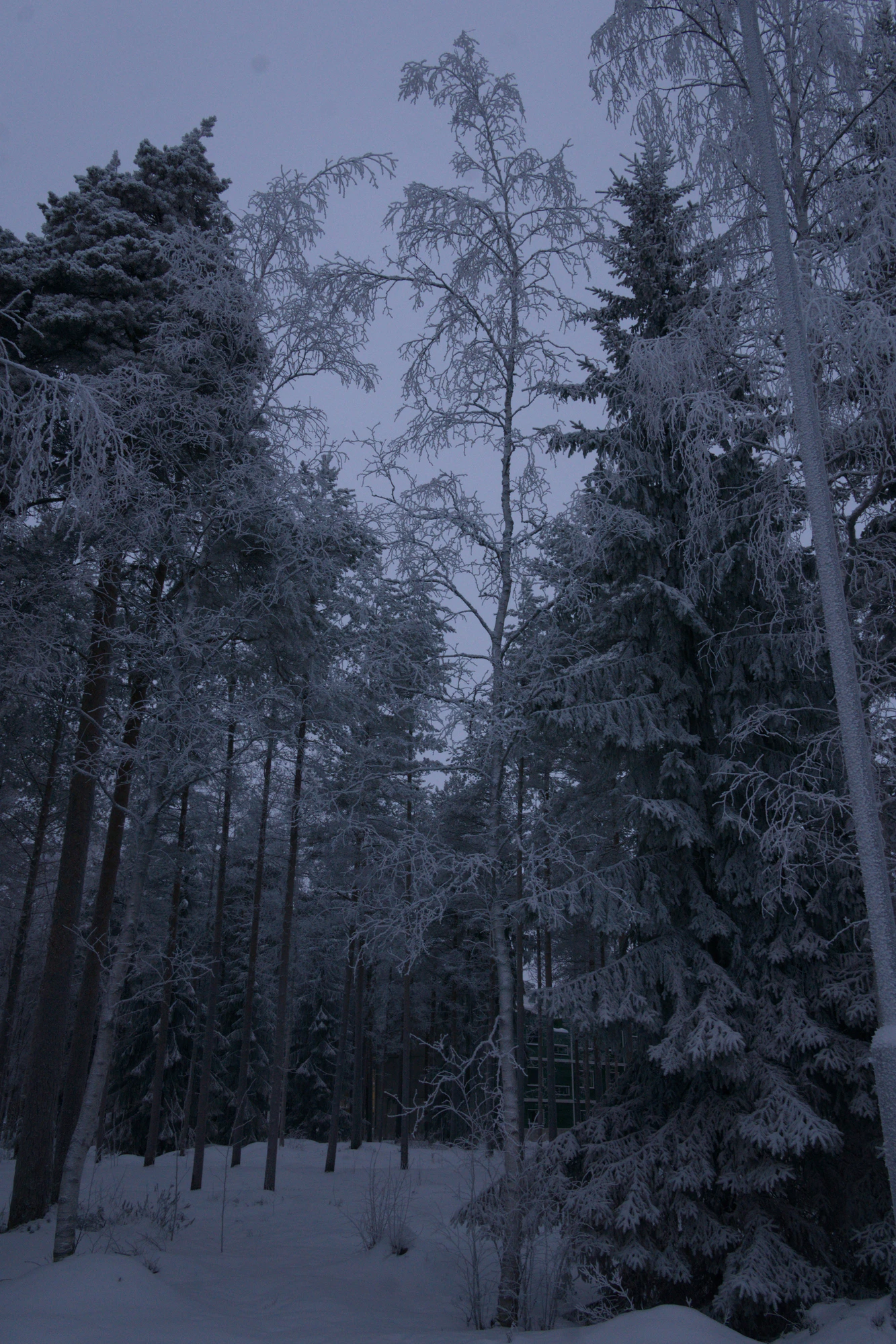 frosty trees 198 — Descargar