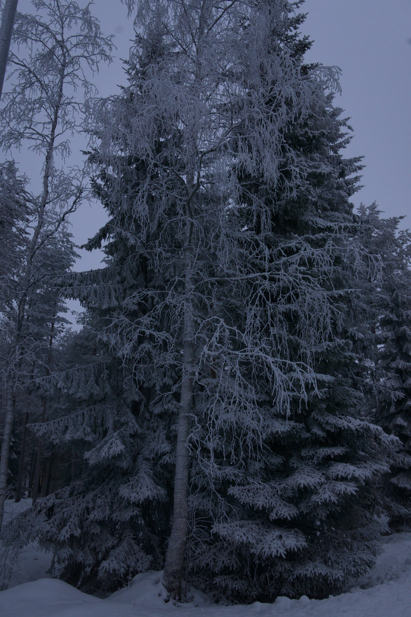 frosty trees 199 — Скачать