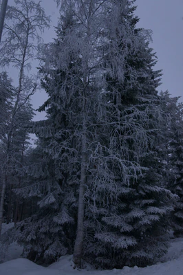 frosty trees 199 — Скачать