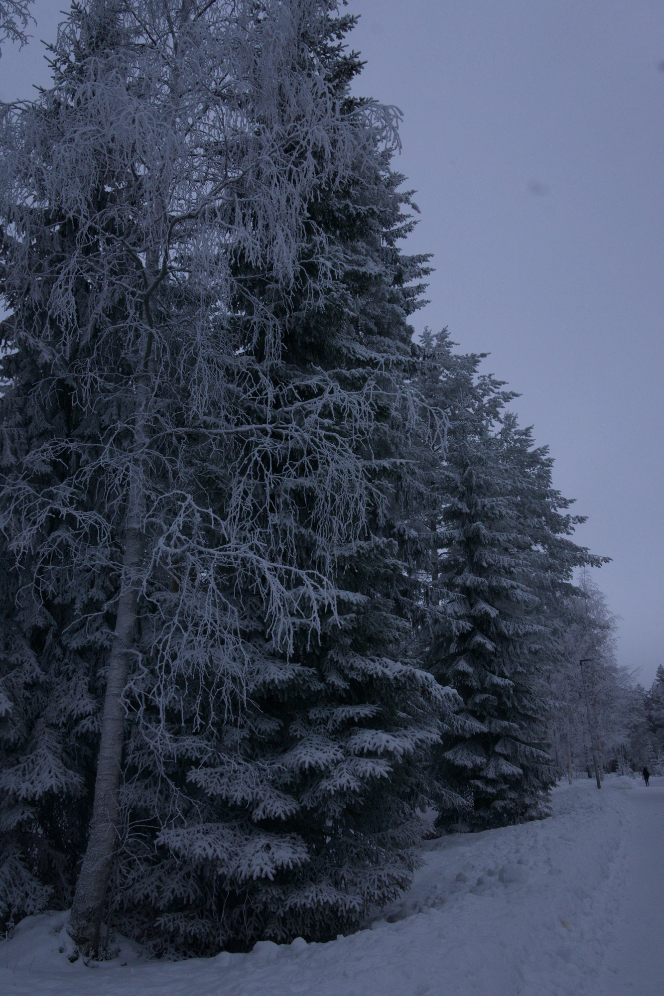frosty trees 200 — Скачать