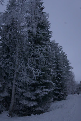 frosty trees 200 — Скачать