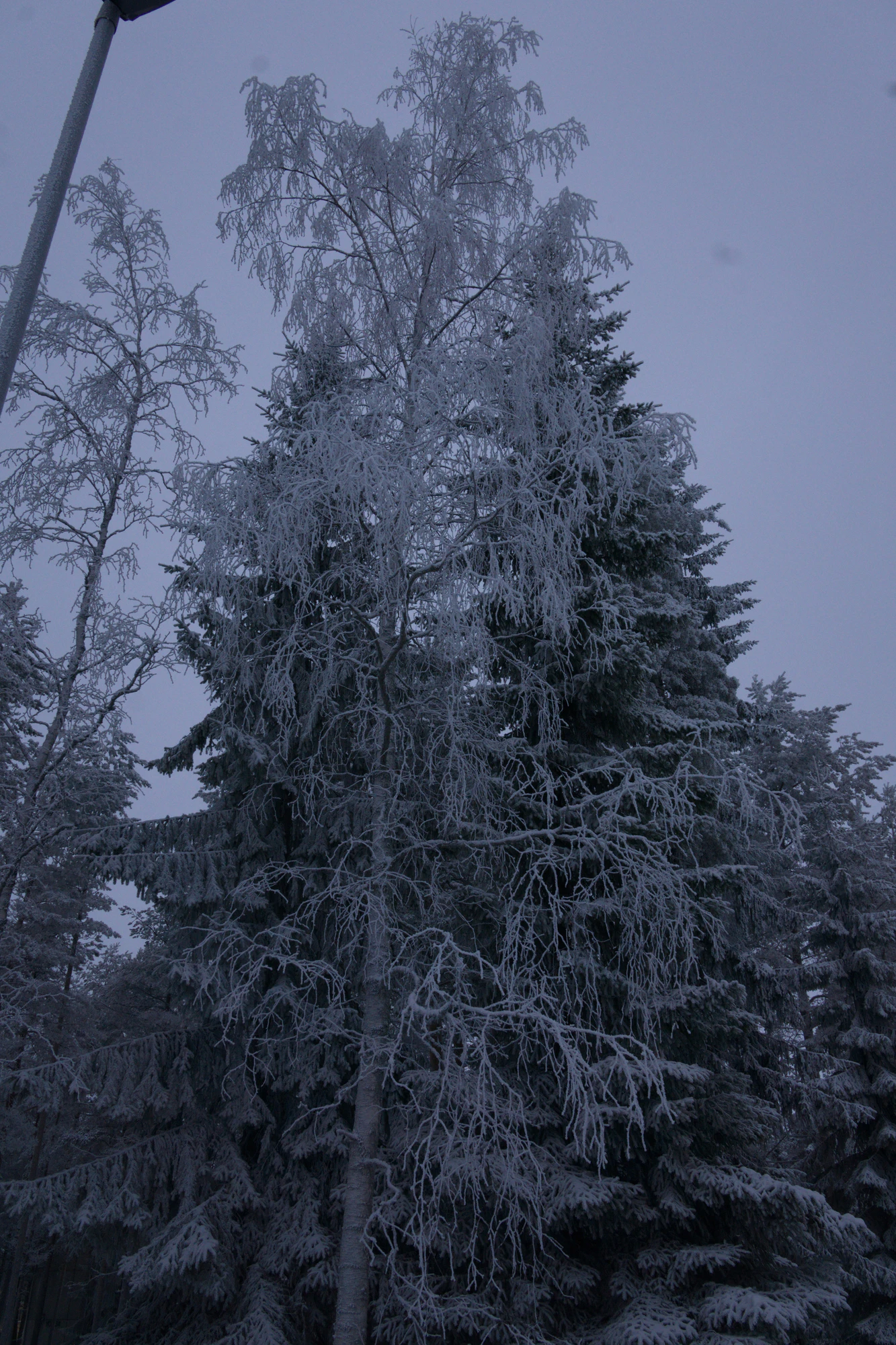 frosty trees 201 — Descargar