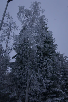 frosty trees 201 — Descargar