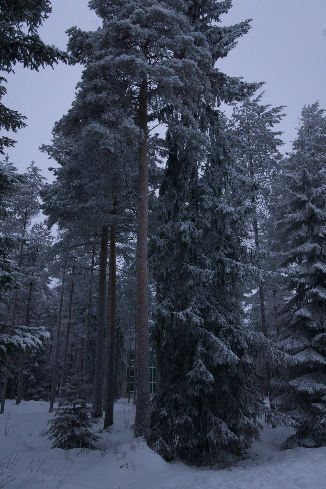 frosty trees 202 — Descargar