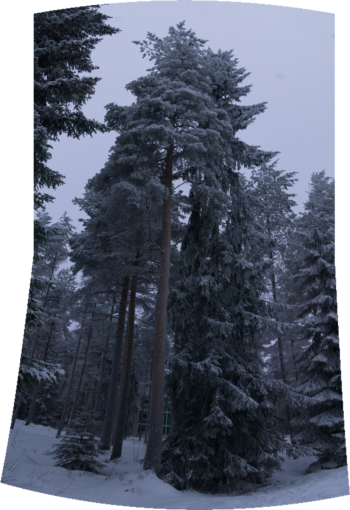frosty trees 203 — Скачать