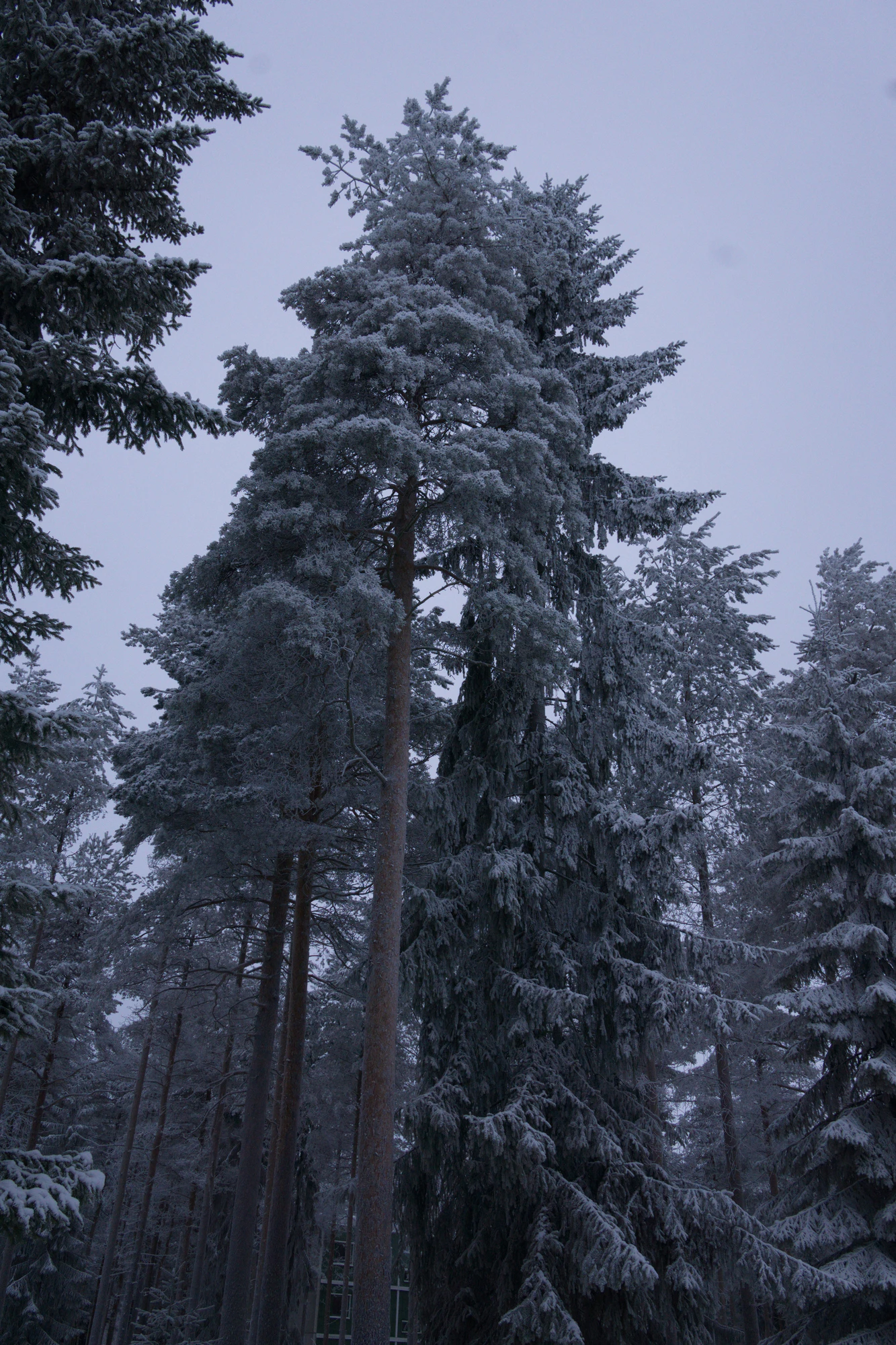 frosty trees 204 — Скачать