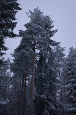 frosty trees 204 — Скачать