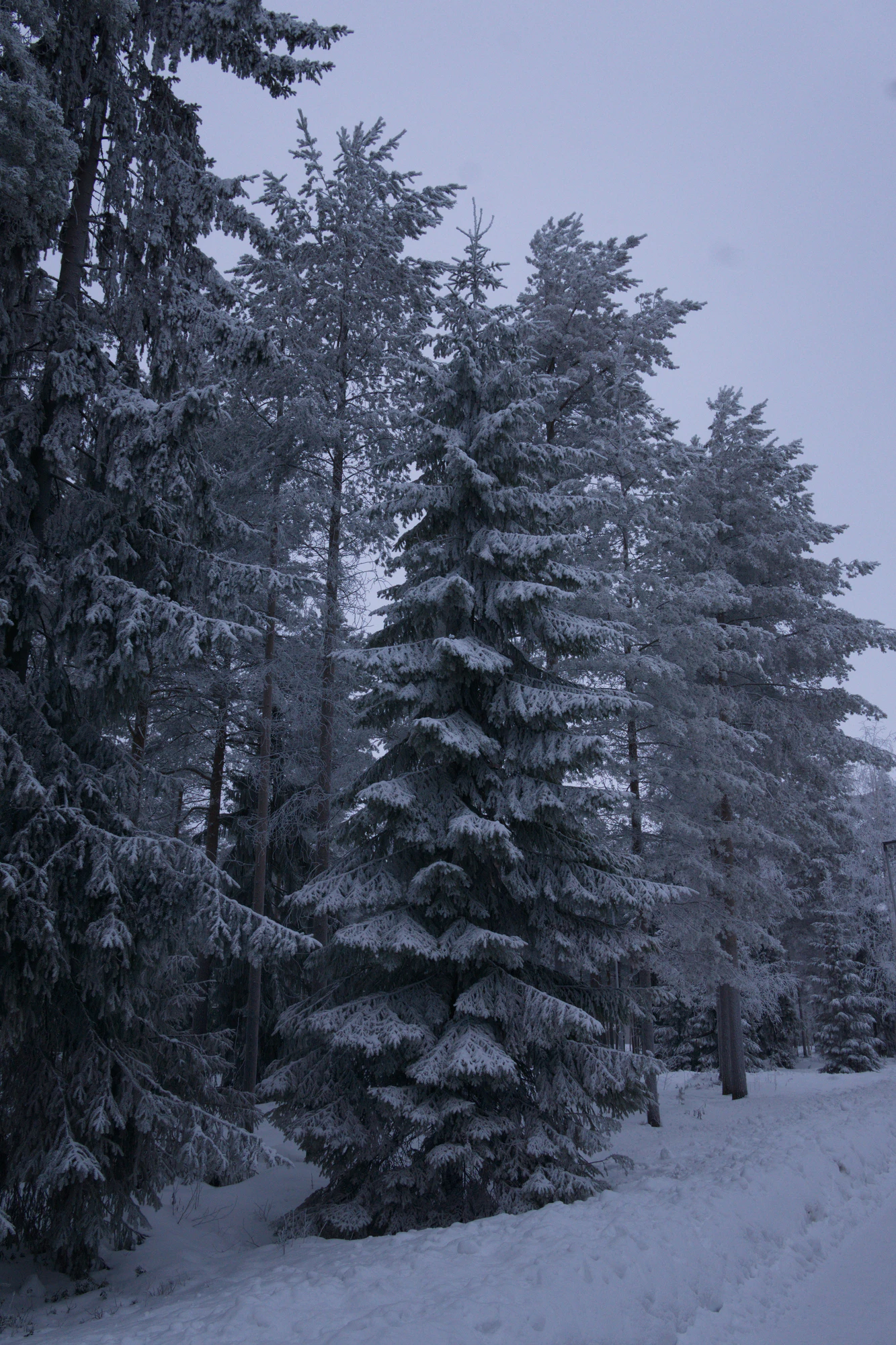 frosty trees 205 — Descargar