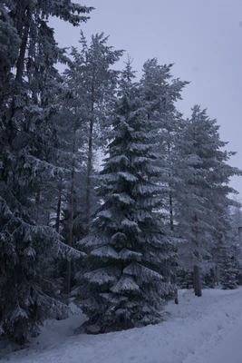 frosty trees 205 — Descargar