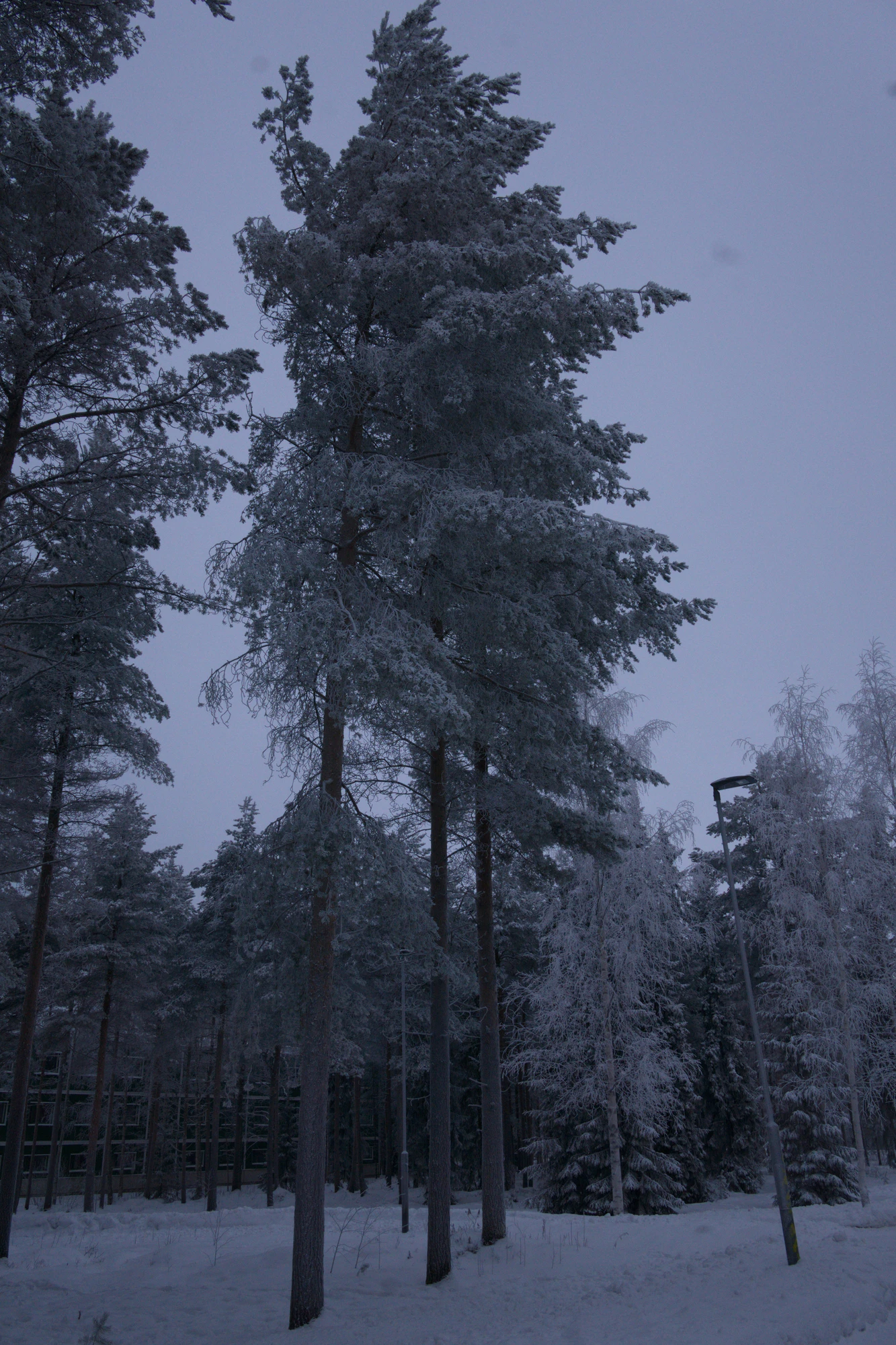 frosty trees 206 — Descargar