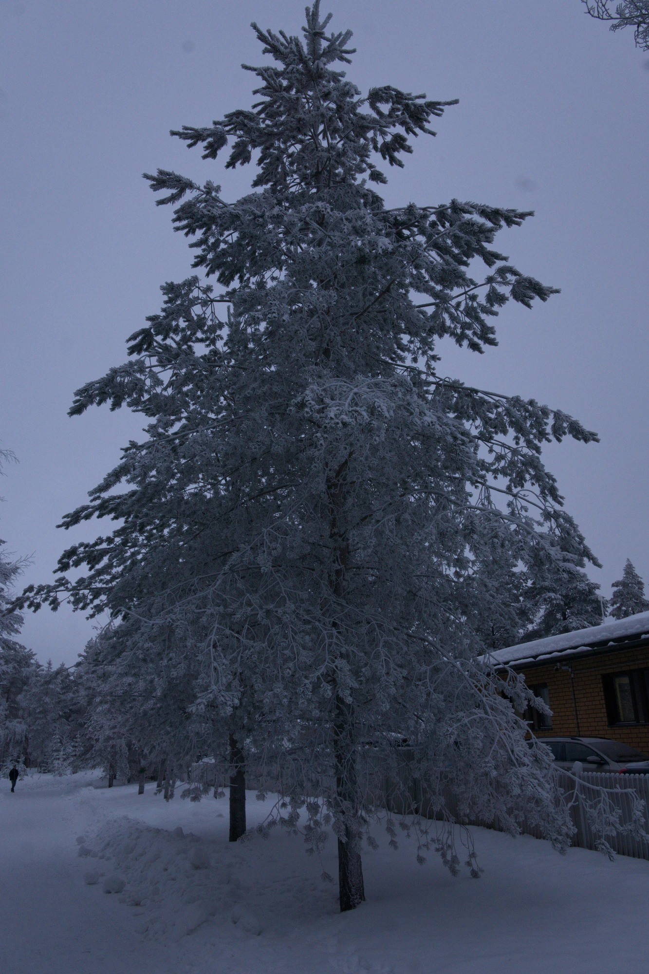 frosty trees 207 — Скачать