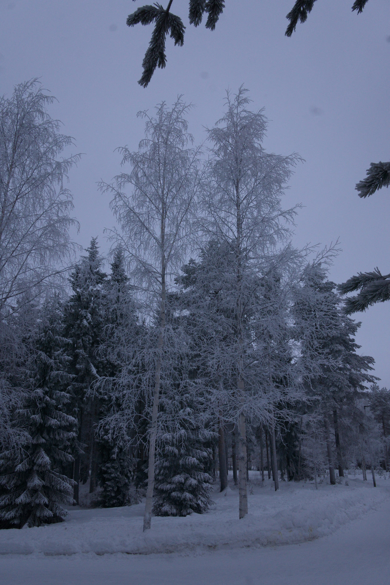 frosty trees 208 — Descargar