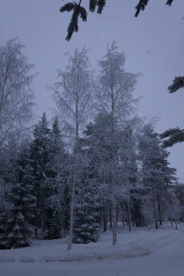 frosty trees 208 — Descargar