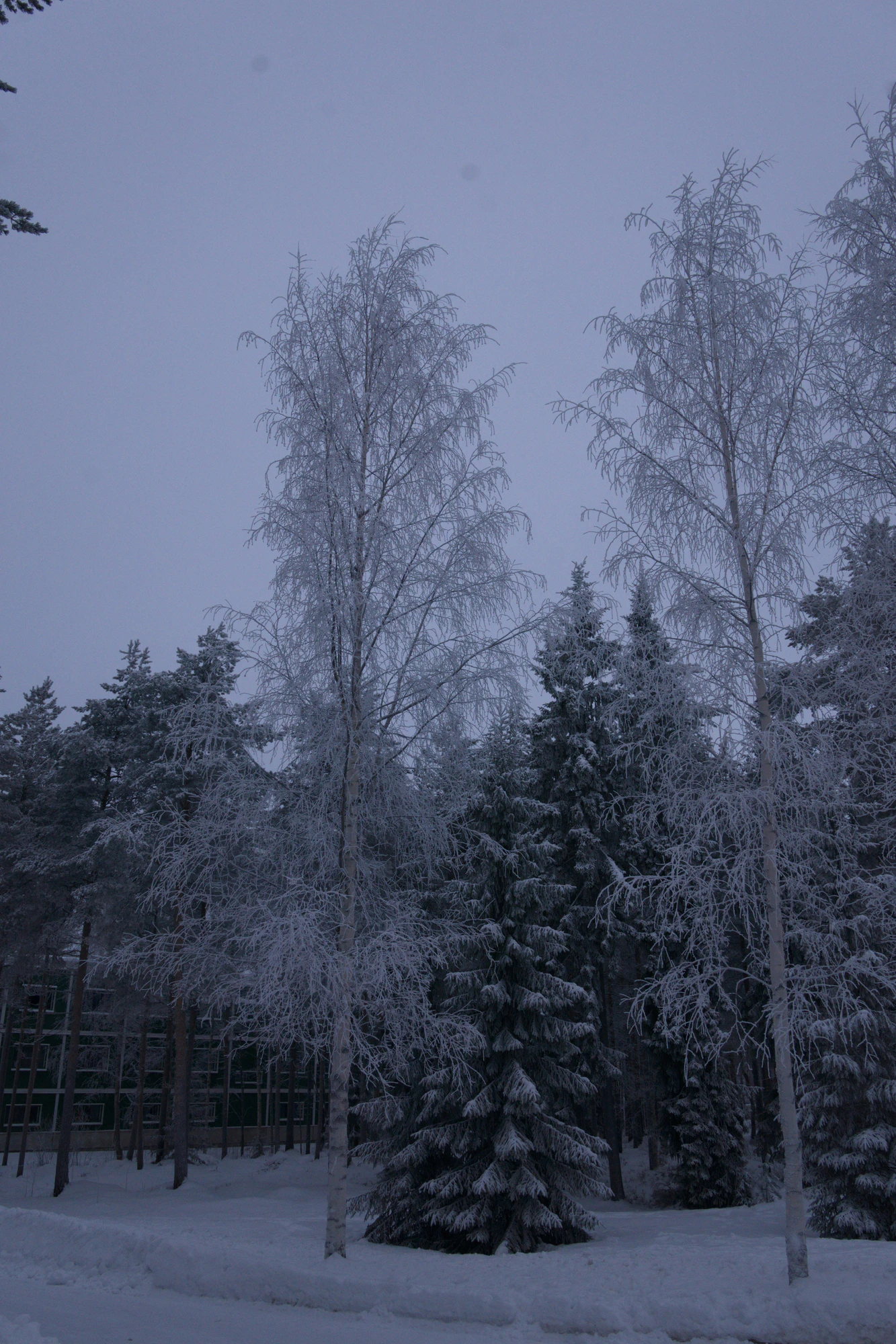 frosty trees 209 — Скачать