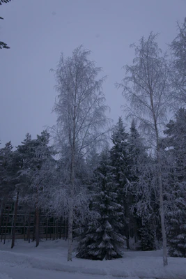 frosty trees 209 — Скачать
