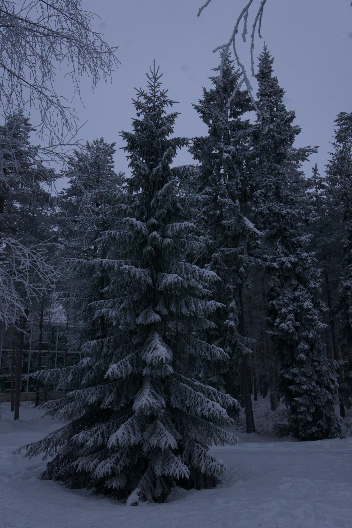 frosty trees 210 — Скачать