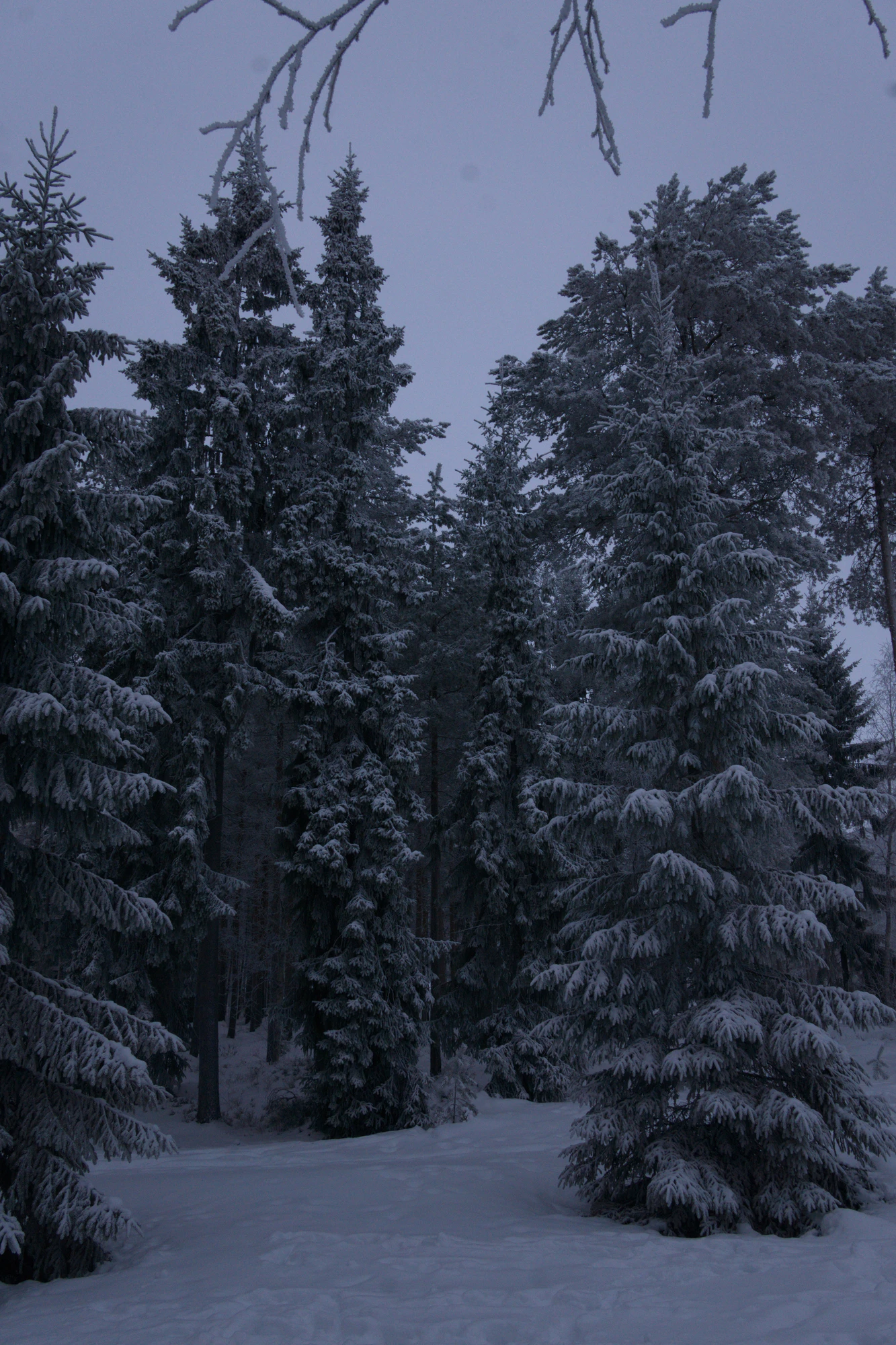 frosty trees 211 — Descargar