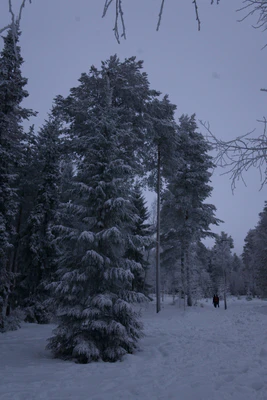 frosty trees 212 — Скачать