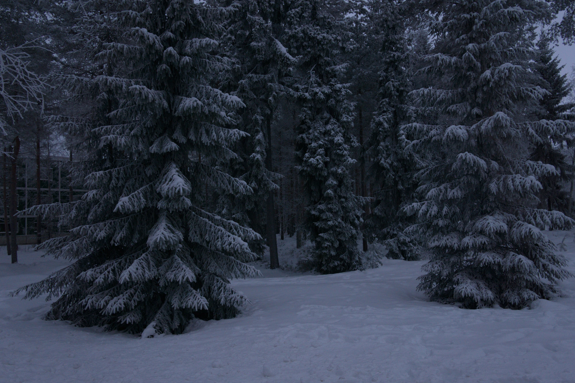 frosty trees 213 — Descargar