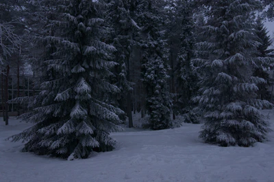 frosty trees 213 — Descargar
