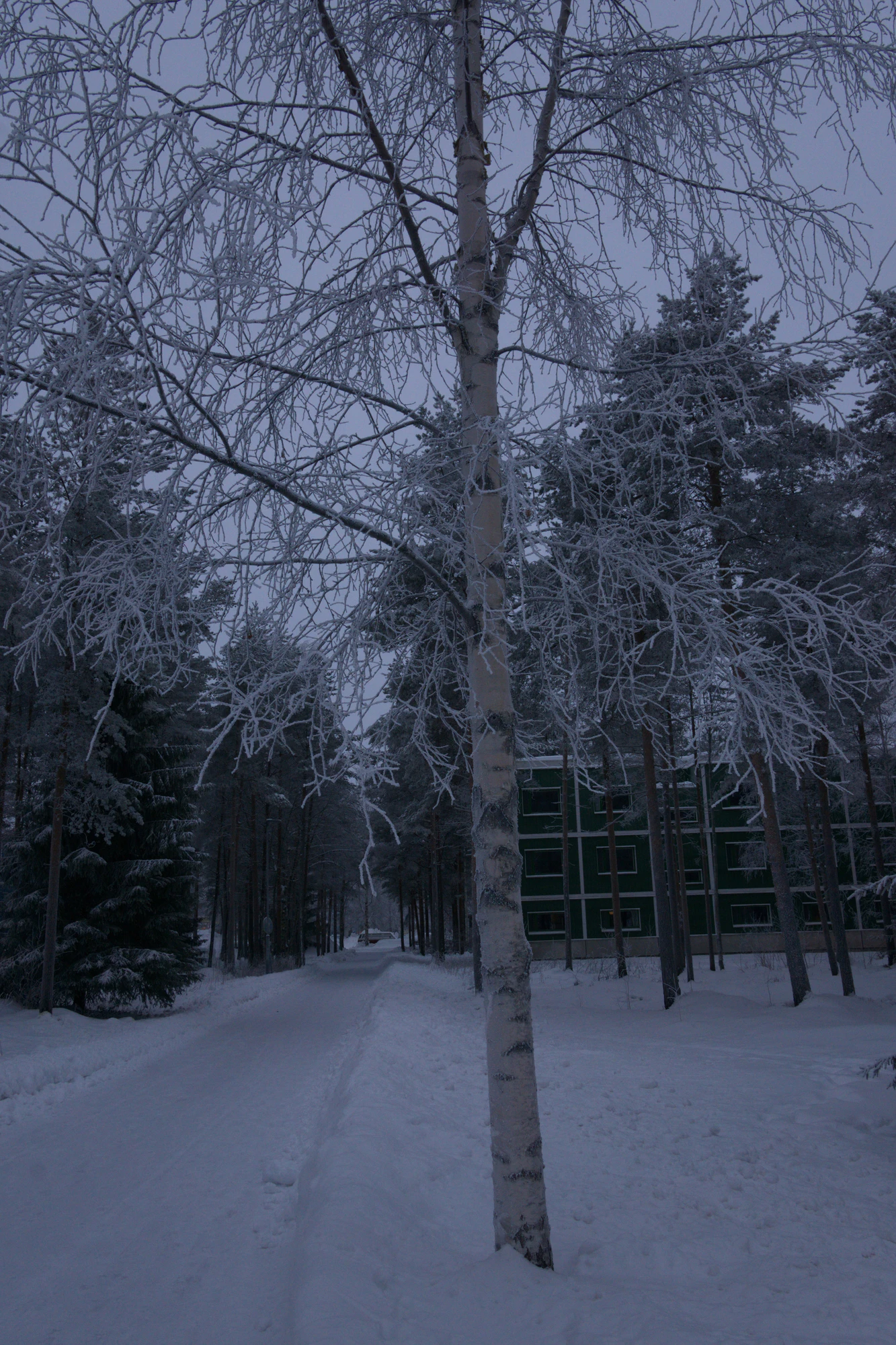 frosty trees 214 — Скачать