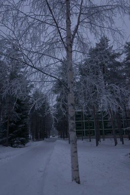 frosty trees 214 — Скачать