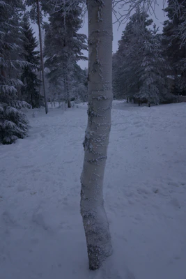 frosty trees 215 — Descargar
