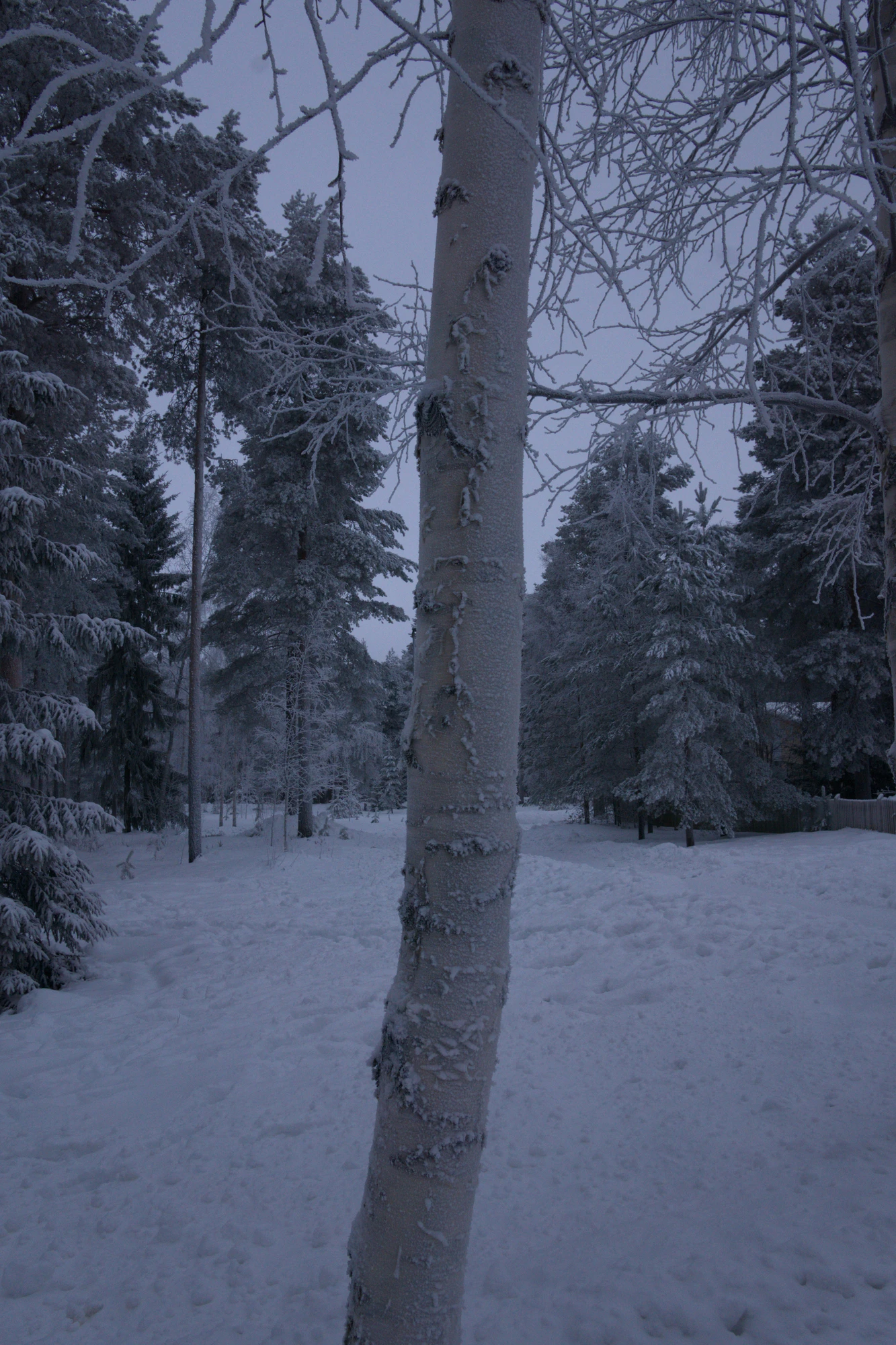 frosty trees 216 — Скачать