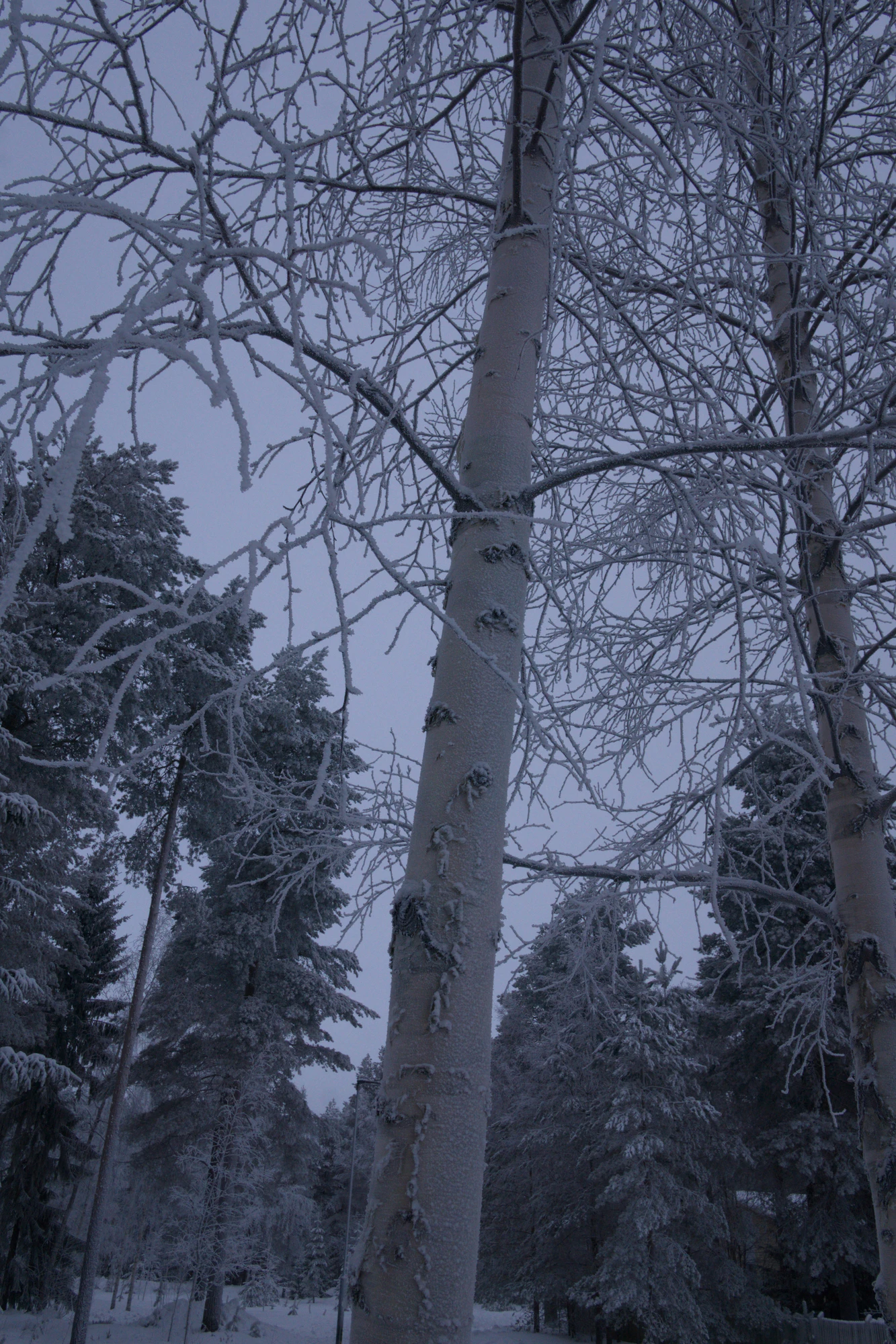 frosty trees 217 — Скачать