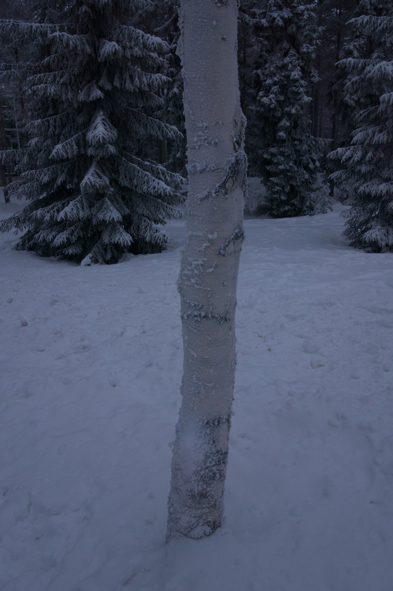 frosty trees 218 — Descargar