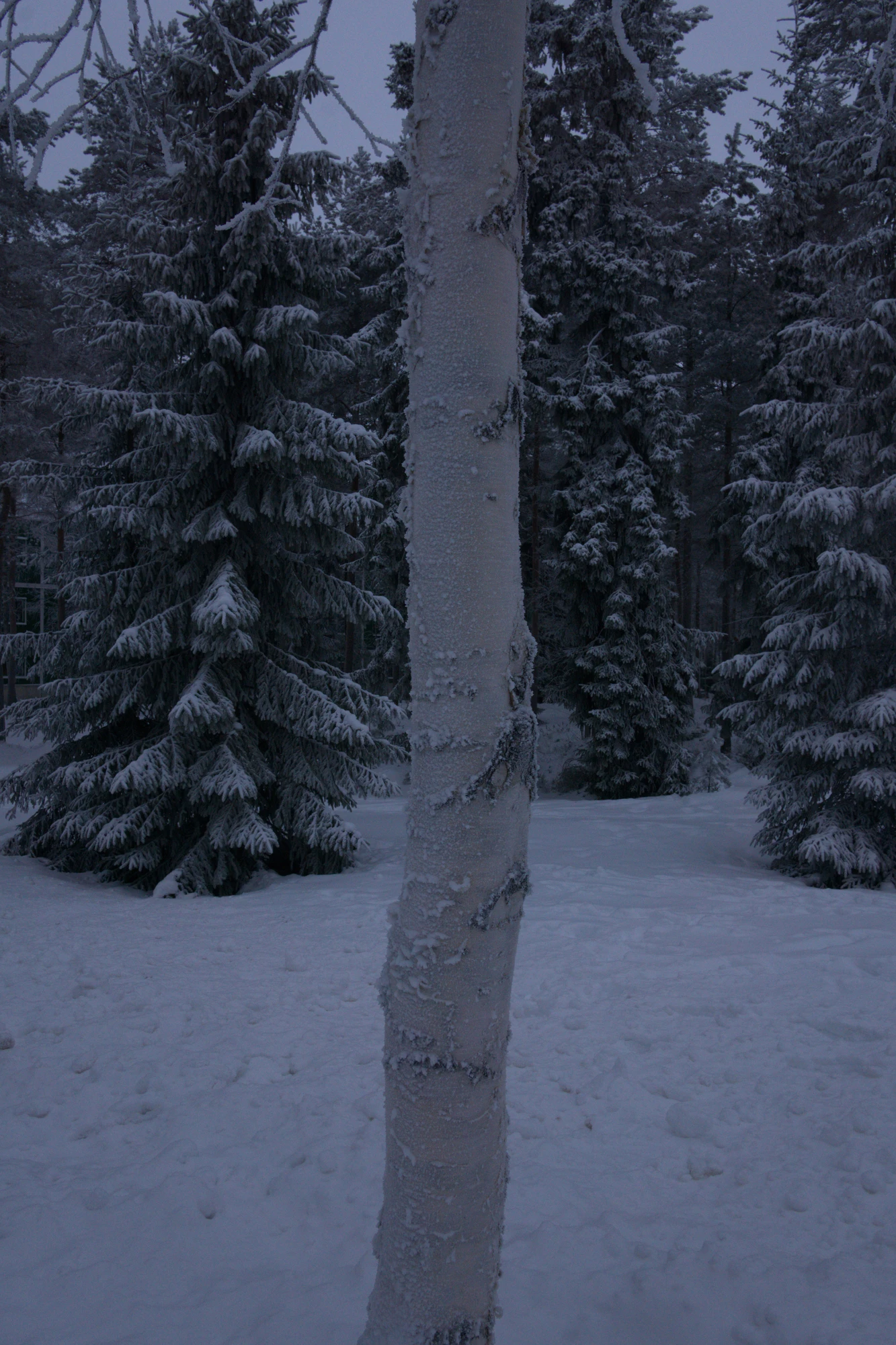 frosty trees 219 — Descargar