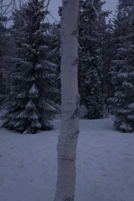 frosty trees 219 — Descargar
