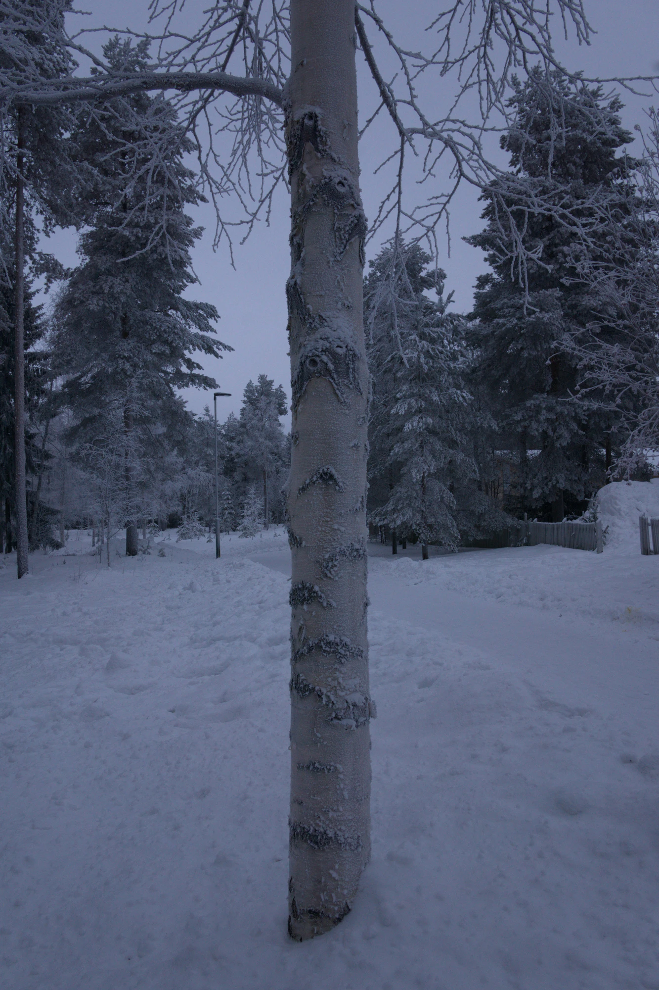 frosty trees 220 — Descargar