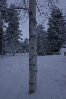 frosty trees 220 — Descargar