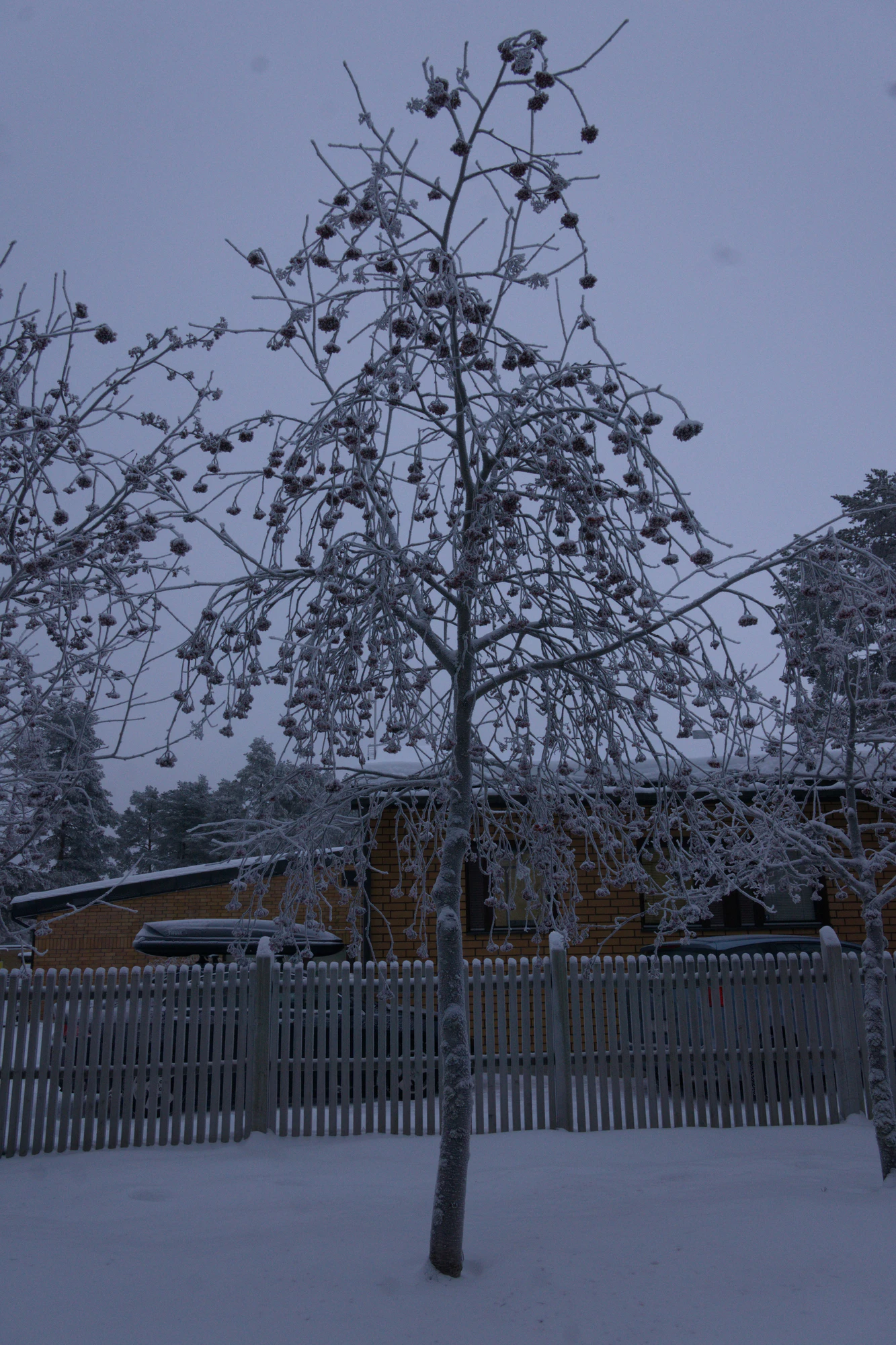 frosty trees 221 — Скачать