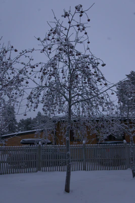 frosty trees 221 — Скачать
