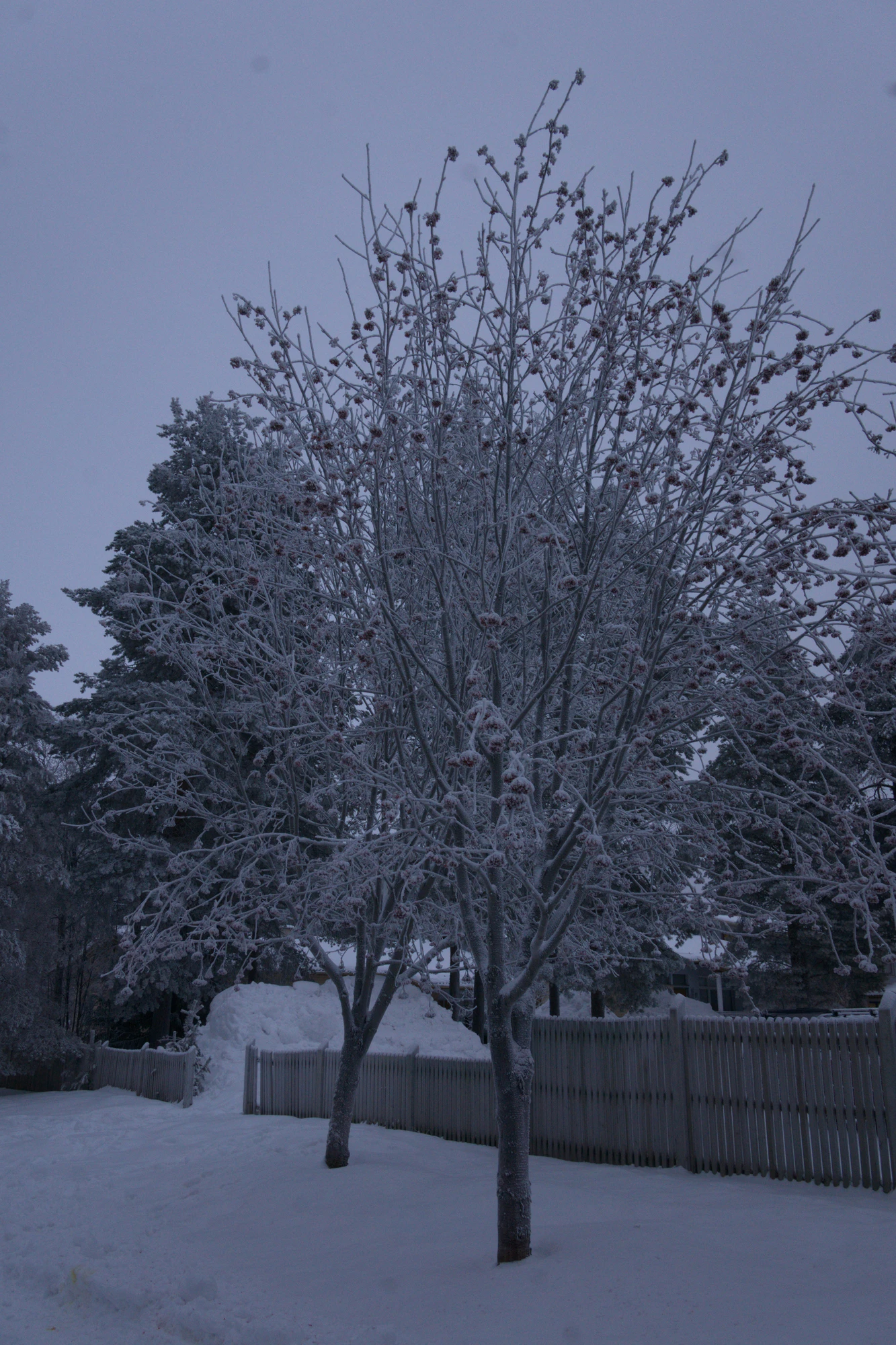 frosty trees 222 — Descargar