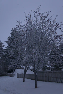 frosty trees 222 — Descargar