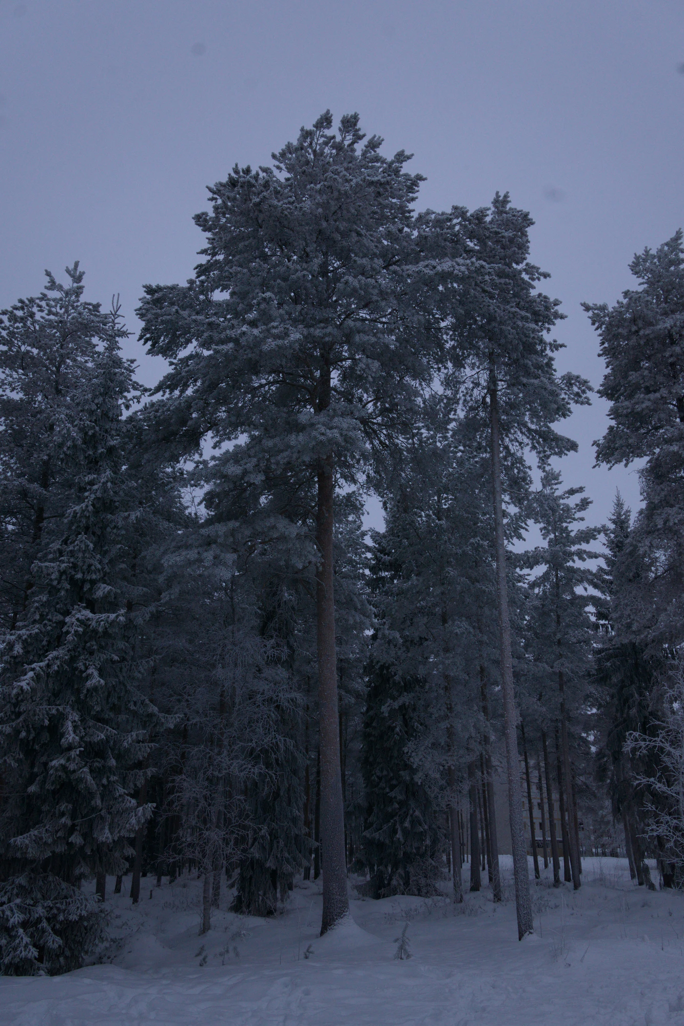 frosty trees 223 — Download